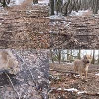 Die bauanleitung hundezwinger ist damit komplett. Agility Gerate Bauen