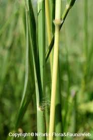 Image result for Bothriochloa bladhii
