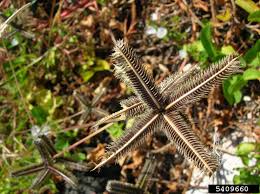 Image result for Dactyloctenium geminatum