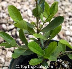 Image result for Combretum schumannii