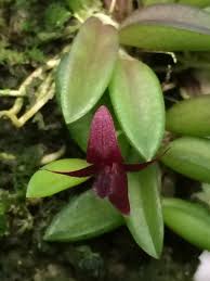 Image result for Solenangis