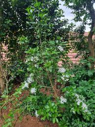 Image result for Pavetta whiteana