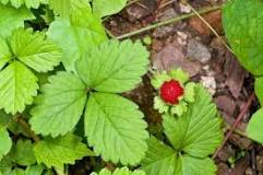 Can you eat the wild strawberries?