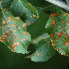 Int arch allergy immunol 2015; Sarah Browning Get Head Start On Fighting Fruit Tree Diseases Home Garden Journalstar Com