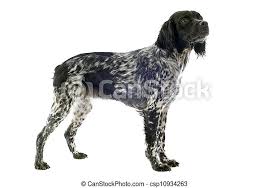 Feel free to check out the sidebar food for a picky brittany (self.brittanyspaniel). Portrait Of A Brittany Spaniel In Front Of White Background Canstock