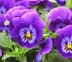 Pin On Individual Flower Essences