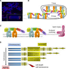 heart breaking telomeres circulation research