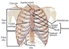 Preserve your ribcage muscles with help from a certified. Https Www Wimbledonphysio Co Uk News Article Rib Cage Injury And Pain