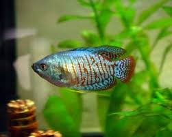 Aquariumdomain Com Betta Fish Types Tropical Fish Aquarium Aquarium Fish