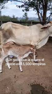 Ney Guillén (@reinel.guillen)'s video of how much does a cow cost