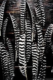 Black And White Striped Bird Feather Feathers Feather Black And White Stripes