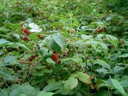 Image result for Rubus iringanus