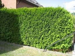 Gewachsene Thuja Hecke Lebensbaume Heckenpflanzen Zu Verschenken In Berlin Neukolln Ebay Kleinanzeigen Thuja Hecke Thuja Hecke