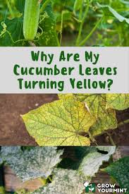 Growing squash is easier than you might think. Sitemap Weekend Gardener Cucumber Leaves Turning Yellow Cucumber Plant Yellow Cucumber