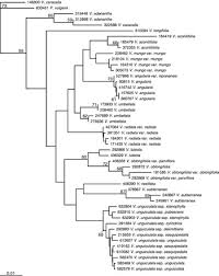 Image result for Vigna oblongifolia