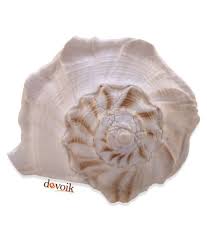 Helps you prepare job interviews and practice interview skills and techniques. Devoik Dakshinavarti Shank Conch Shell Big Natural Pooja Shankh Textured Designed Shankha Chank Dakshina Varti Sea Shells Lakshmi Varti Shell Valampuri Havan Buy Devoik Dakshinavarti Shank Conch Shell Big Natural