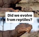 Before mammals, there were these strange, furry creatures. And they changed  everything. #reptile #evolution #STEM #fossils #therapsids | NOVA l PBS |  Facebook