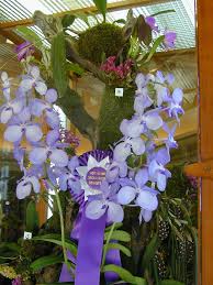 Image result for Vanda coerulea