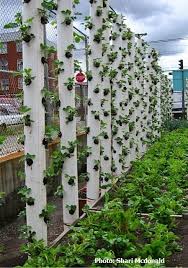 Check spelling or type a new query. Vertical Herb Garden Or Any Other Type Plant Vertical Garden Vertical Herb Garden Plants