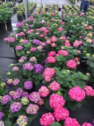 Shop for let's dance® big easy® hydrangeas online and ship it directly to your door from the nursery. Celebrate Hydrangea Greenhouse Product News