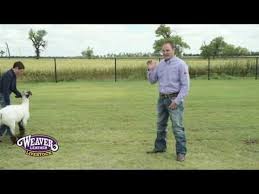 Training Sheep To Walk In The Show Ring Youtube Sheep Pen Sheep Train