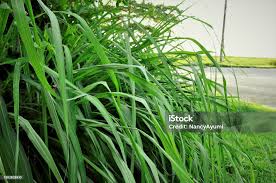Image result for Cymbopogon nardus