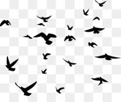 Burung png 7 png image. Burung Unduh Gratis Lukisan Cat Air Menggambar Ilustrasi Tangan Berwarna Parrot Burung Splash Gambar Png