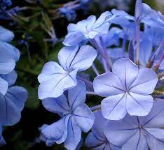 Periwinkle Blue Blu Pervinca In 2021 Periwinkle Blue Flower Periwinkle Flowers Periwinkle Plant