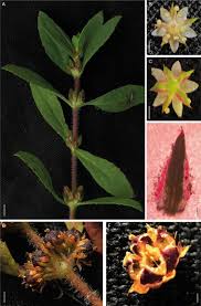 Image result for Vahlia digyna