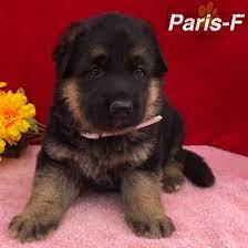 Feel free to browse hundreds of active classified puppy for sale listings, from dog breeders in pa and the surrounding areas. Paris Sale German Shepherd Puppy For Sale In Narvon Pa Lancaster Puppies Shepherd Puppies German Shepherd Puppies Puppies For Sale