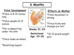 Signs Of Pregnancy And Fetal Development Ppt Download