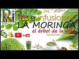 Para Que Sirve La Moringa Te O Infusion De Moringa Beneficios De Las Hojas De Moringa Youtube Moringa Remedios Salud