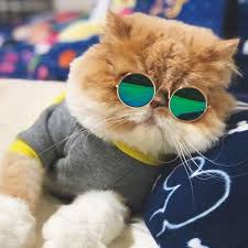 We did not find results for: Wallpaper Kucing Comel Cat Small To Medium Sized Cats Felidae Glasses Eyewear Whiskers Snout Sunglasses Fur Carnivore 2104270 Wallpaperkiss