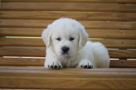 The cheapest offer starts at £50. English Cream Golden Retriever Puppies Farmland Kennels