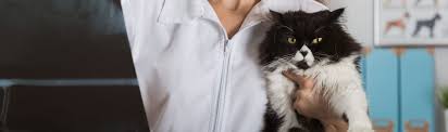 We offer personalized imaging care to ensure that you and your family have a positive experience. Cat Ultrasounds X Ray Services Pet Diagnostics Mayfield Veterinary Clinic