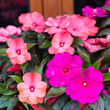 Image result for Impatiens irvingii
