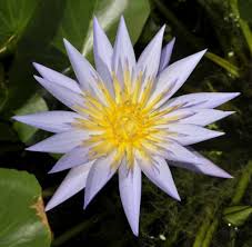 Image result for Nymphaea heudelotii