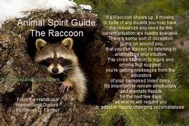 Your Daily Animal Spirit Guide For May 31st Is The Raccoon