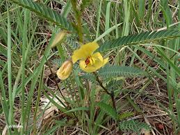Image result for Chamaecrista mimosoides