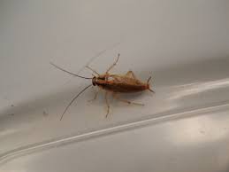 If you use this method you will get 100% control within 30 to 90 days depending on the level of. Bedbugs Cockroaches Expert Advice On Pest Proofing Your Richmond Home Lawnstarter