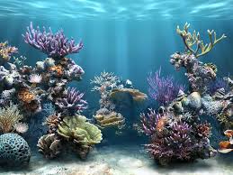 Pin By Sage Green On Water Wonderland Aquarium Backgrounds Fish Wallpaper Free Wallpaper For Computer