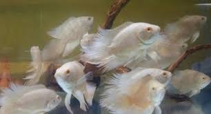 Ikan oscar, pasti sudah banyak dari anda yang cukup familiar dengan diantara jenis selain mempunyai warna dasar hitam, ikan oscar juga memilki spesies oscar albino. Harga Ikan Oscar Zona Ikan