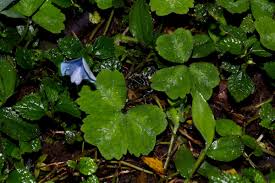 Image result for Parochetus