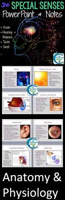 Amazing Special Senses Powerpoint For Anatomy Physiology Love These Images Biology Resources High School Science Teacher Secondary Science Classroom