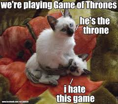 Funny pets and wild animals. 38 Funny Pictures Of Cats With Captions