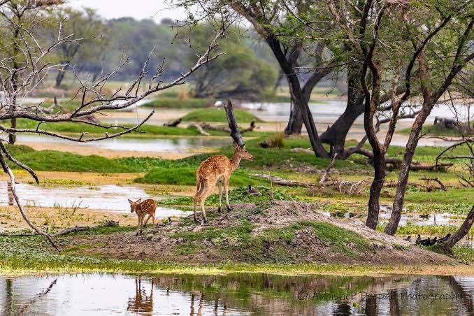 Keoladeo National Park Image 2