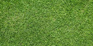 The oldest recorded birth by the social security administration for the name tamil is. The Most Popular Types Of Lawn Grass What Type Of Grass To Grow