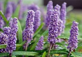 Image result for Lily Turf