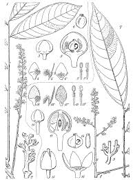 Image result for Aporrhiza