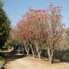 Image result for Erythrina lysistemon